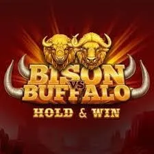 Bison vs Buffalo